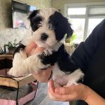 Nadia Cianfarani Dunne - @nadia_dunne - Instagram