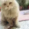 Nadia Ehtesham - @user8889026312141 - TikTok