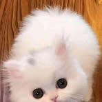Nadia Gul - Facebook