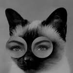 Cat Lady - @nadia_hendricks - Instagram