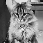 Nadia Laing - @nadia_vet - Instagram