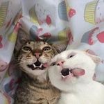 Nadia Lambert - @nadia.lambert.54 - Instagram