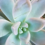 Nadine Mclaughlin - @amazing_orchids_and_succulants - Instagram
