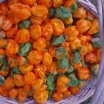 Grow Your Own Food_242 - @nadiameadows1982 - Instagram