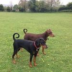 Nadia Meadows - @coco_dora_dobies - Instagram