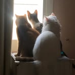 Nadia Mirza - Facebook