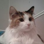 nadia noble - @me_and_my_fat_cat09 - Instagram