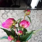 Nadia Noël - Facebook