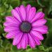 Nadia Roy - Facebook