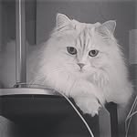 Nadia Samara - @beeshabeesho - Instagram