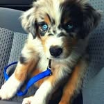 Nadine bisson - @gold_and_blue_and_pink_dogs_ - Instagram