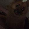 Nadine Lambert - @user301492414 - TikTok