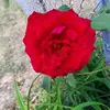 Nadine Long - @nadine.long3 - TikTok