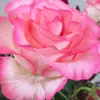 Nadine Ray - @user84809391 - TikTok