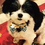 Nadine Ward - @nayspetpastries - Instagram
