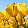 Nafeesa Saeed - @user583491154 - TikTok