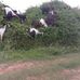 Nagaraj Reddy - Facebook