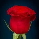 Nahar Hasan - @nahar.hasan.125 - Instagram