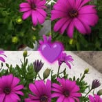 Nahed Eid - Facebook