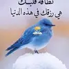 Nahed Eid - @user226411533 - TikTok