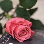 ال حليم - @nahedhalim1 - Instagram