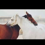 Nahed Kamel - @nahed.kamel.146 - Instagram