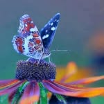 naheed arshad - @nidach81001 - Instagram