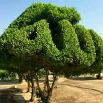 Naheed Aslam - @aslam.naheed - Instagram