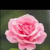 Naheed Malik Naheed - @naheedmaliknaheed0 - TikTok
