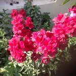 Naheed Zain Naqvi - @naheed_naqvi5 - Instagram