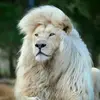 🦁شموخ رجل🦁🥇🛡️ - @farhat.naimi - TikTok