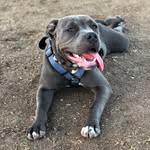 naima brown - @naimathepit - Instagram