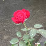 Naima Khan - @naima_khan_2006 - Instagram