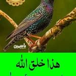 Naji Khaled - @naji1888 - Instagram