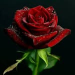 Miss malik - @najimalik8852 - Instagram
