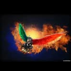 Najieb Green - Facebook