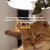 Najib Shah - @najibshah98 - TikTok