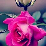 Najla Ali - @najla_ali66 - Instagram