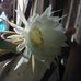 Neleh Arecad - Facebook