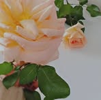 Najla Bashir - Facebook