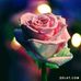 Najla Odeh - Facebook