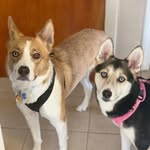 Parker + Nala - @parkerandnala - Instagram