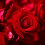 mena - @najla_sabah - Instagram
