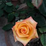 Najma Arif - @najma.arif.33 - Instagram