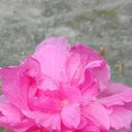 Najma Haque - Facebook