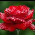 Najma Heptulla Hussain - Facebook