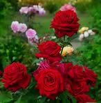 Najma Javed - Facebook
