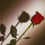 Najma Javed - @najma.javed.70 - Instagram