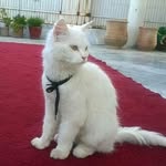Najma Saeed - @najmasaeed12 - Instagram