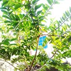 Najma Shaikh - Facebook